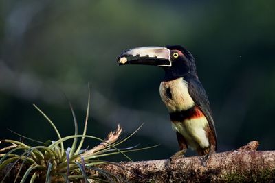 Close-up of bird perching on a branch