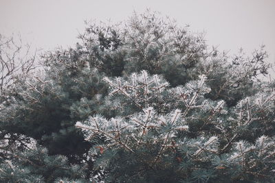 Low angle view of white flowers on tree