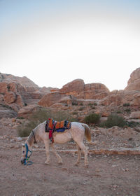 View of a horse on mountain against sky