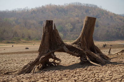 Driftwood on field against trees