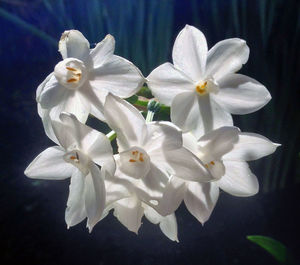 Close-up of white flowers