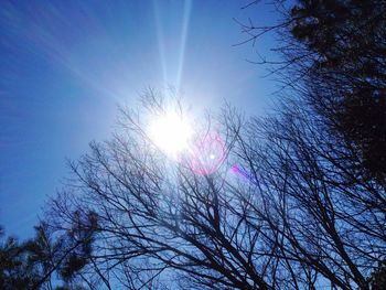 Sun shining through trees