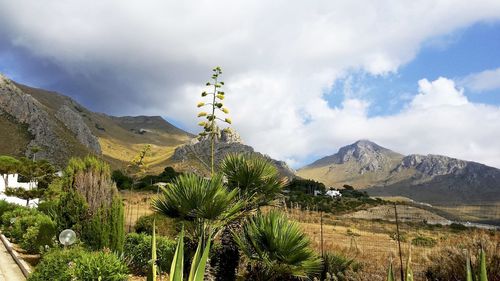 Plants growing by mountains against cloudy sky