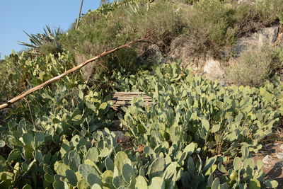 Low angle view of plants against trees