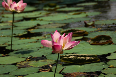 Lotus flower in blossom 