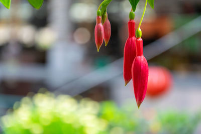 Close-up of red flowering plant