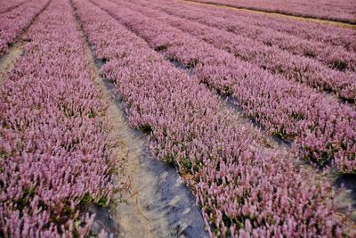 Pink flowering plants on field