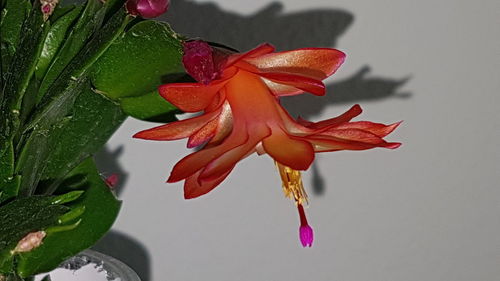 Close-up of red flowering plant