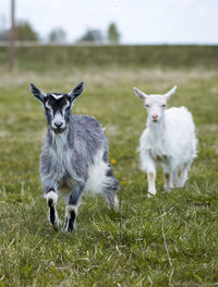 Portrait of sheep on field