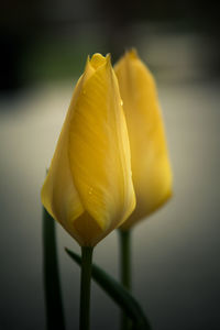 Close-up of yellow tulip