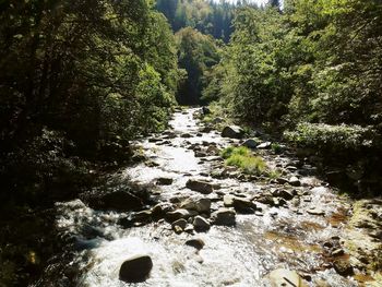 Scenic view of river amidst trees in forest