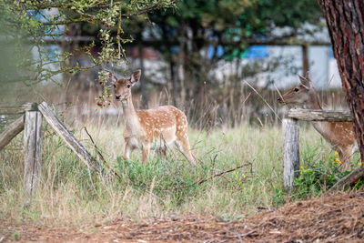 Portrait of deer standing in forest