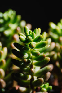 Close-up of green chili pepper against black background