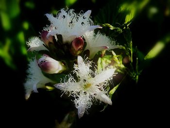 Close-up of white flowers