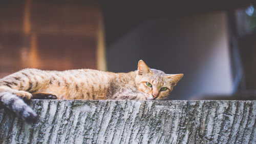 Brown stray cat lying down