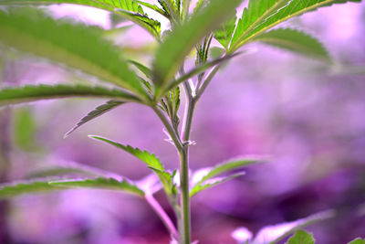 Close-up of purple flowering plant