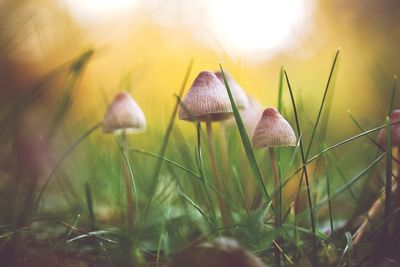 Close-up of mushroom growing on field