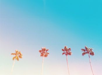 Palm trees against clear sky
