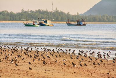 View of birds on beach