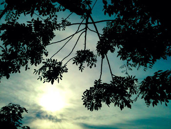 Low angle view of trees against sky