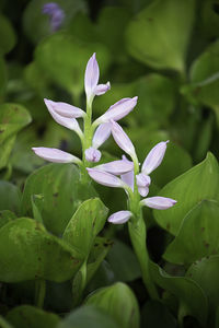 Close-up of purple flowering plant