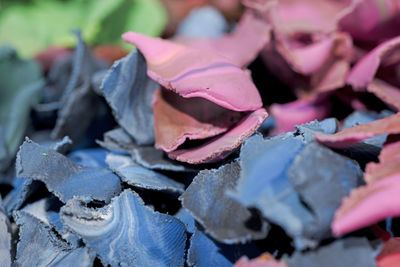 Close-up of pink flowering leaves