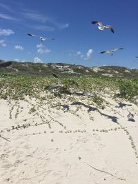 Black-headed gulls flying on landscape against blue sky