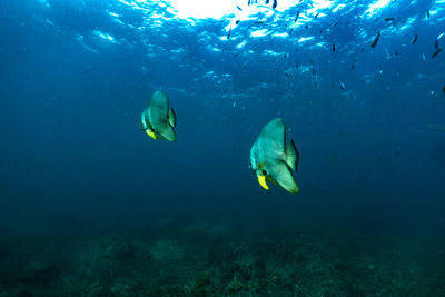 Underwater scene with bat fish and coral reef sea in surin islands phang nga southern of thailand.