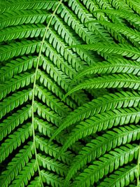 Full frame shot of fern leaves