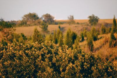 Plants growing on field