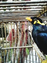 Close-up of bird perching in cage