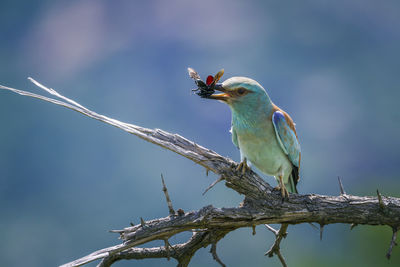 Low angle view of bird perching on branch