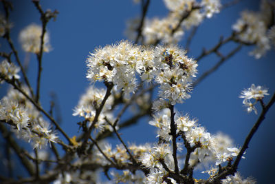 Low angle view of cherry blossom