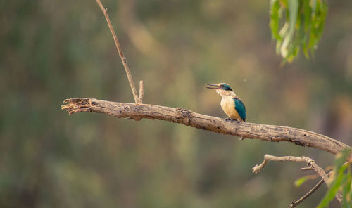 Close-up of bird perching on branch