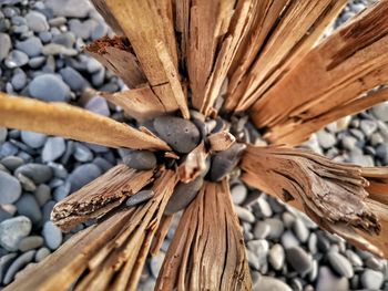 High angle view of pebbles on tree