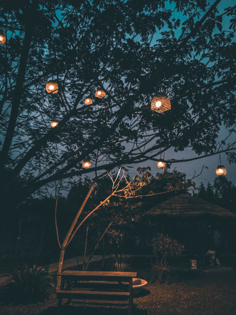 LOW ANGLE VIEW OF ILLUMINATED TREES AT NIGHT