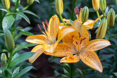 Close-up of yellow flowering plant