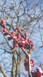 Low angle view of pink flower tree against sky