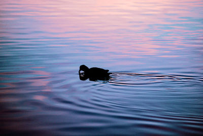 Silhouette of animal swimming in lake