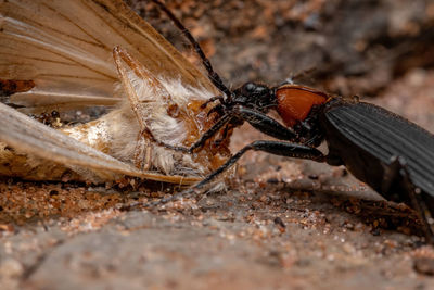 Close-up of spider