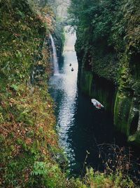 Trees in pond