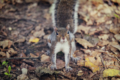 Portrait of squirrel standing on field