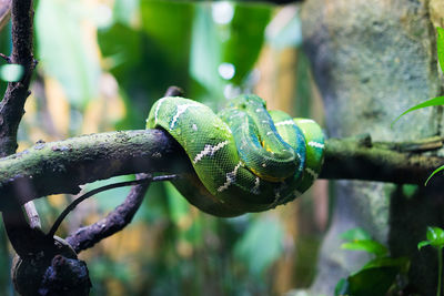 Close-up of lizard on plant