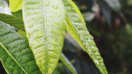 Close-up of wet leaf