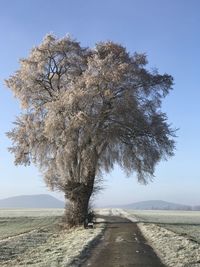 Trees on field against clear sky