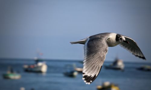 Seagull flying over sea against clear sky