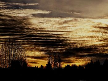 Silhouette of trees at sunset