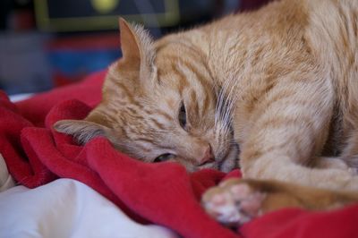 Close-up of cat sleeping on bed