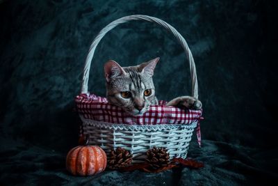 Cat sitting in basket