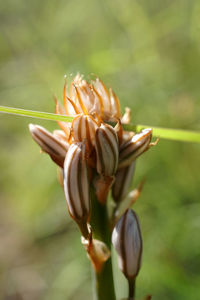 Close-up of flowering plant